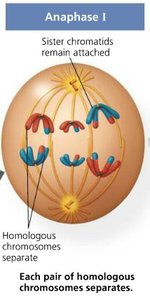 Telophase I and cytokinesis diagram