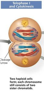 Meiosis II stages: Prophase II, Metaphase II, Anaphase II, Telophase II