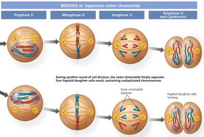 Prophase II diagram