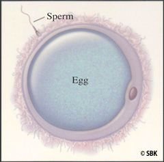 Sperm fertilizing egg