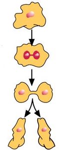 Cell division diagram for asexual reproduction