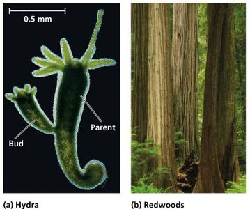 Hydra budding and redwoods as examples of asexual reproduction