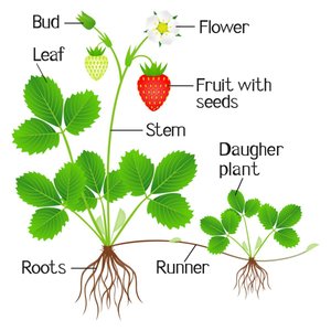 Strawberry plant showing both sexual and asexual reproduction