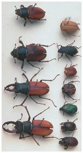 Darwin's beetle collection