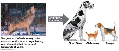 Artificial selection in dogs from wolves