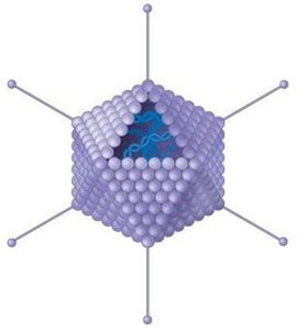 Virus structure illustration