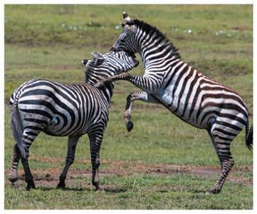 Diagram of Darwin's observations and conclusions