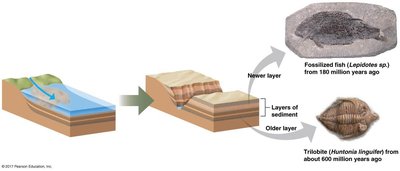 Fossil formation and sediment layers