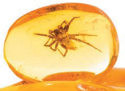 Spider fossilized in amber