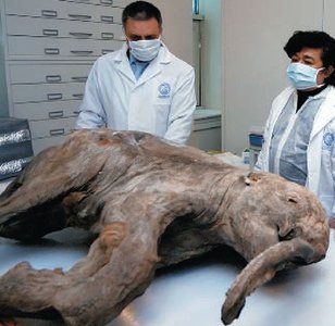 Mummified mammoth