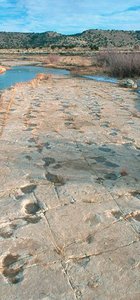 Dinosaur footprints in rock