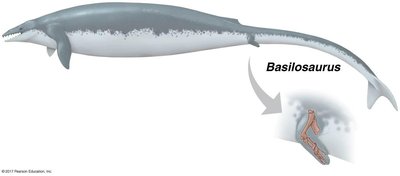 Basilosaurus, a transitional whale with rear legs