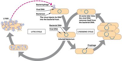 Diagram comparing lytic and lysogenic cycles of bacteriophage infection