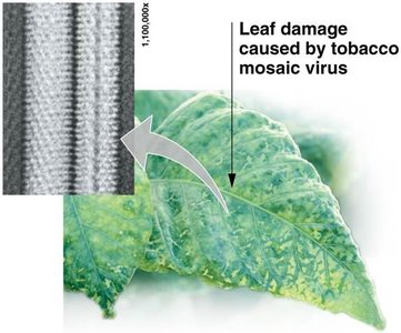 Tobacco mosaic virus and leaf damage