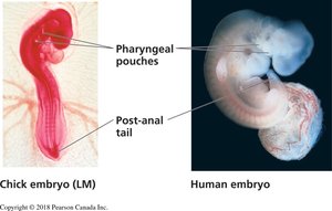 Embryonic homologies in chick and human embryos