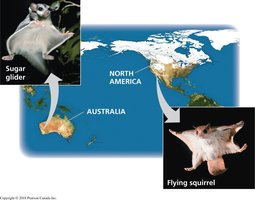 Convergent evolution: sugar glider and flying squirrel