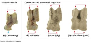Fossil evidence showing evolutionary relationships among mammals