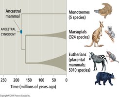 Evolutionary tree of mammals showing adaptive radiation