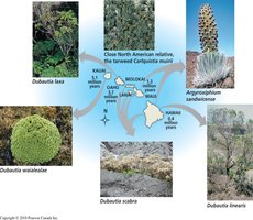Adaptive radiation of plants in the Hawaiian Islands