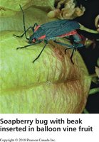 Soapberry bug with beak inserted in balloon vine fruit