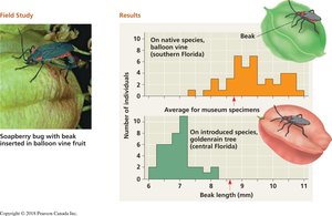 Graph showing beak length adaptation in soapberry bugs
