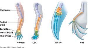 Homologous forelimb structures in different mammals