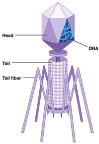 Diagram of a T4 bacteriophage showing head, tail, tail fiber, and DNA