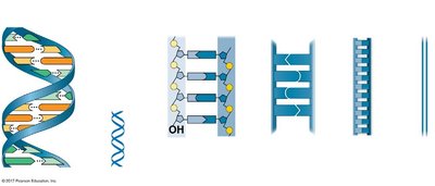 Diagram showing antiparallel DNA strands