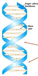 Diagram showing major and minor grooves in DNA