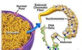 Diagram showing chromatin structure and nucleosome organization