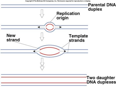 Diagram showing bidirectional replication from the origin