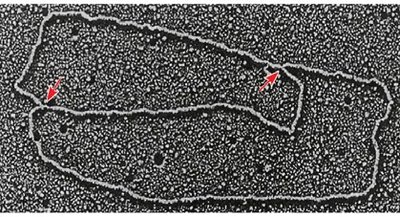 Diagram showing helicase unwinding DNA at the replication fork