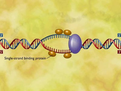 Diagram showing single-strand binding proteins stabilizing unwound DNA