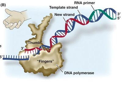 Diagram of DNA polymerase synthesizing new DNA strand