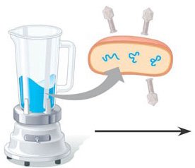 Diagram showing bacteriophage infecting E. coli and the experimental setup