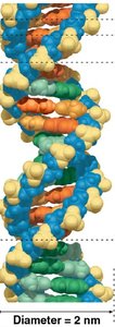 Molecular model of DNA double helix with diameter indicated