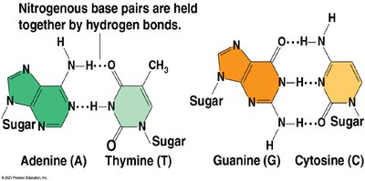 Diagram of nitrogenous base pairs and hydrogen bonds