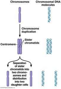 Diagram of chromosome duplication and separation