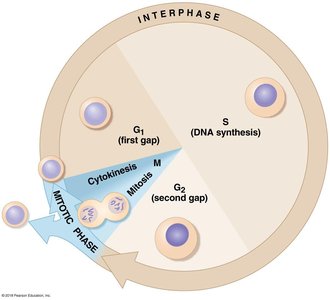 Diagram of the cell cycle