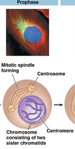 Prophase: Chromosomes condensing and spindle forming