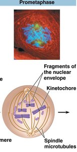 Prometaphase: Spindle microtubules attaching to kinetochores