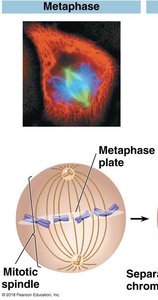 Metaphase: Chromosomes aligned at metaphase plate