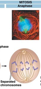 Anaphase: Chromatids separating and moving to poles