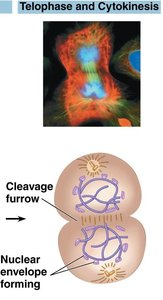 Telophase: Nuclear envelopes reforming
