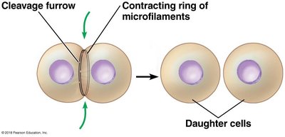 Cleavage furrow in animal cell cytokinesis