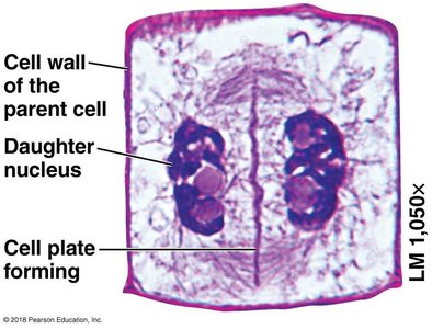 Cell plate forming in plant cell cytokinesis