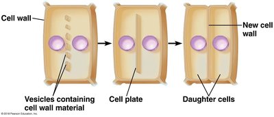 Vesicles forming cell plate in plant cell