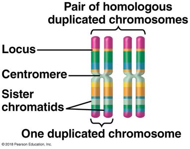 Homologous chromosomes diagram