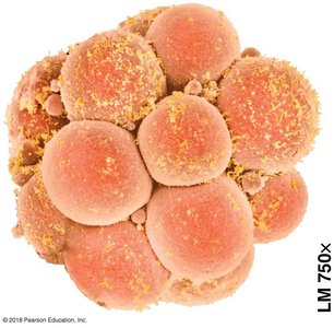 Early embryo showing multiple cells after division