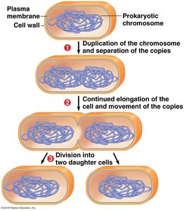 Steps of binary fission in prokaryotes